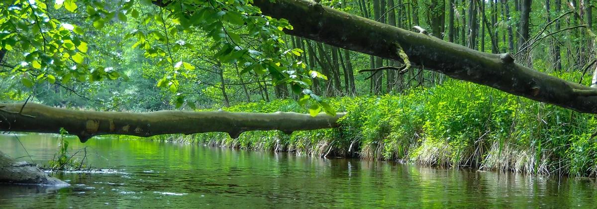 Jezioro Wielgie – biwak Hutniki (Mierzęcka Struga)